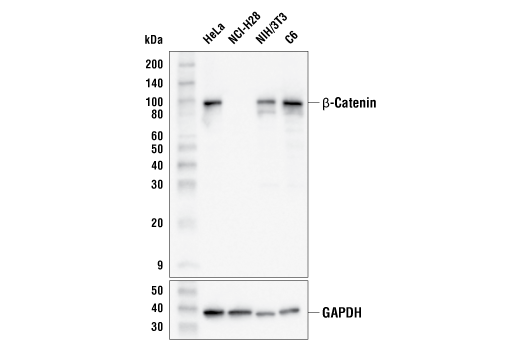 beta-Catenin (15B8) Mouse mAb