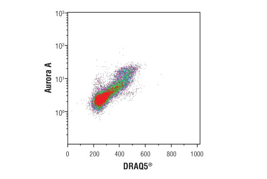 Aurora A (D3E4Q) Rabbit mAb (PE Conjugate)