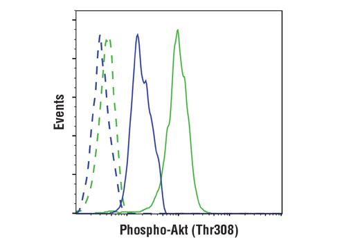 Phospho-Akt Pathway Antibody Sampler Kit