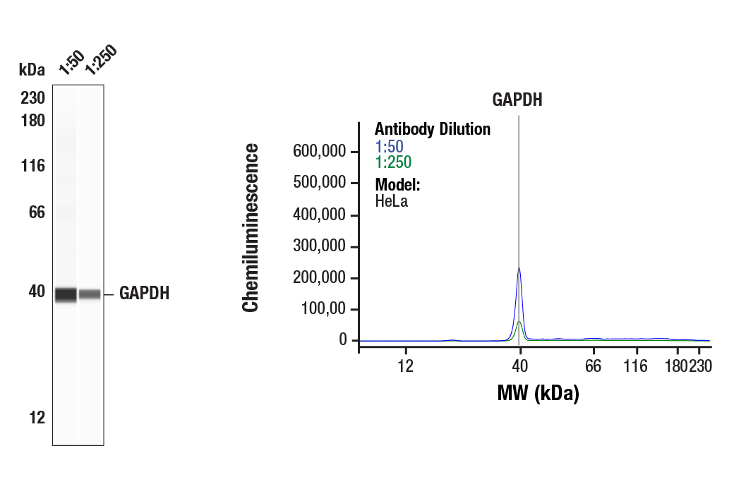 GAPDH (D4C6R) Mouse mAb