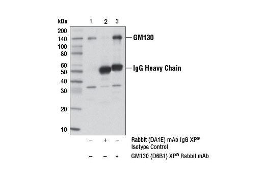 Exosomal Marker Antibody Sampler Kit