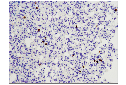 Mouse Immune Cell Phenotyping IHC Antibody Sampler Kit
