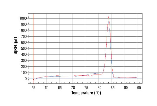 SimpleChIP ®  Human gamma-Actin Intron 3 Primers