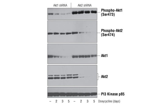 Phospho-Akt Isoform Antibody Sampler Kit