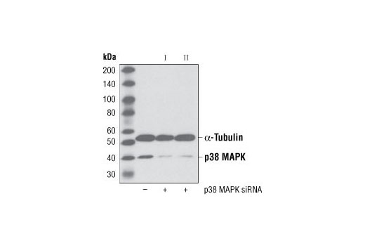 p38 MAPK Antibody