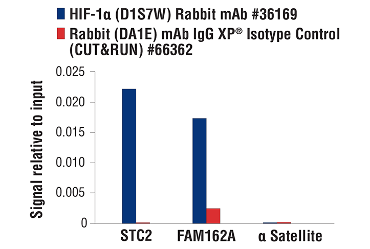 Hypoxia Pathway Antibody Sampler Kit