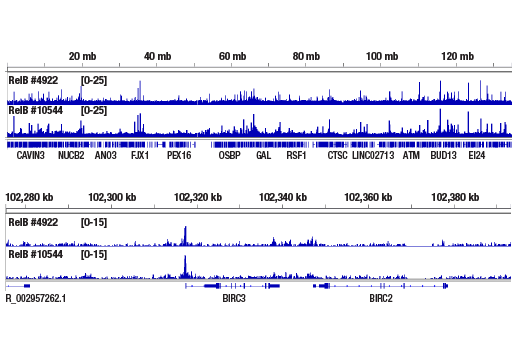 NF-kappaB Family Antibody Sampler Kit II