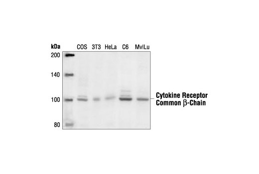 Cytokine Receptor Common beta-Chain Antibody