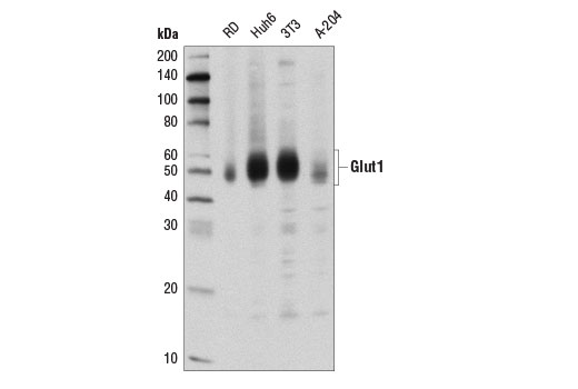 Glut1 (D3J3A) Rabbit mAb