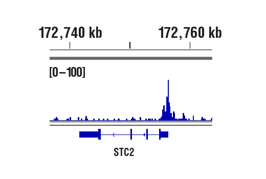 Hypoxia Pathway Antibody Sampler Kit