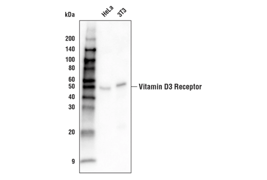 Vitamin D3 Receptor (D2K6W) Rabbit mAb (Biotinylated)