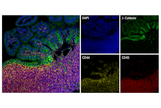CD44 (IM7) Rat mAb (Alexa Fluor ®  555 Conjugate)