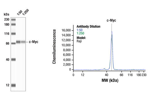 Notch Activated Targets Antibody Sampler Kit