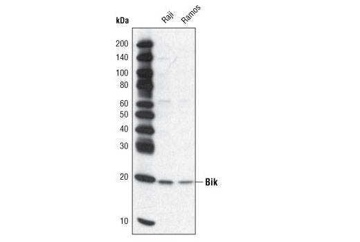 Pro-Apoptosis Bcl-2 Family Antibody Sampler Kit