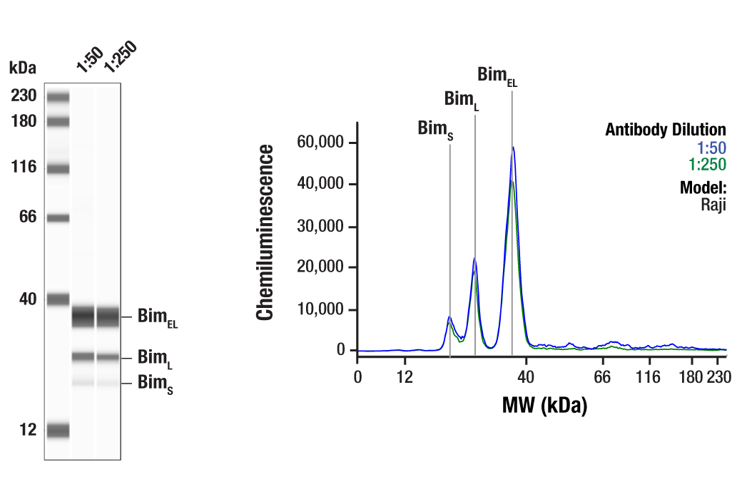 Pro-Apoptosis Bcl-2 Family Antibody Sampler Kit