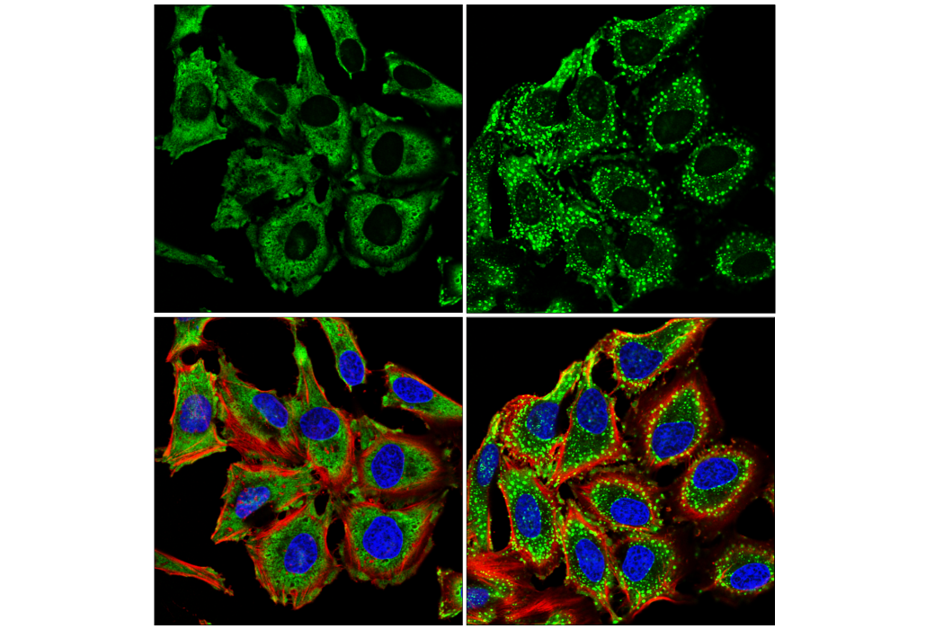 G3BP1 (E9G1M) XP ®  Rabbit mAb (Alexa Fluor ®  488 Conjugate)