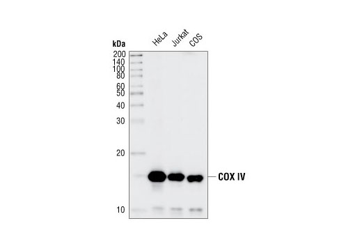 COX IV (3E11) Rabbit mAb