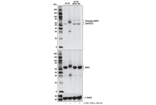 Necroptosis Antibody Sampler Kit