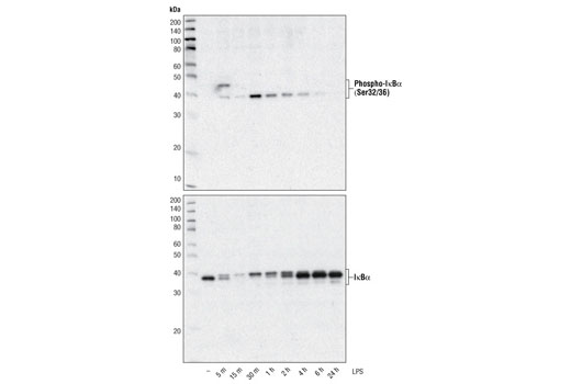 IkappaBalpha (L35A5) Mouse mAb (Amino-terminal Antigen)