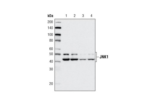 ER Stress-induced Autophagy Antibody Sampler Kit
