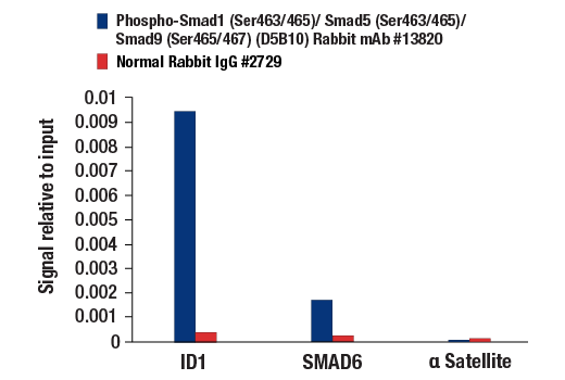 SMAD 1/5/9 Antibody Sampler Kit