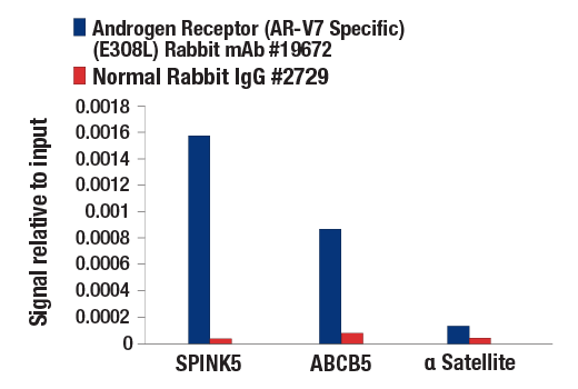 Androgen Receptor Antibody Sampler Kit