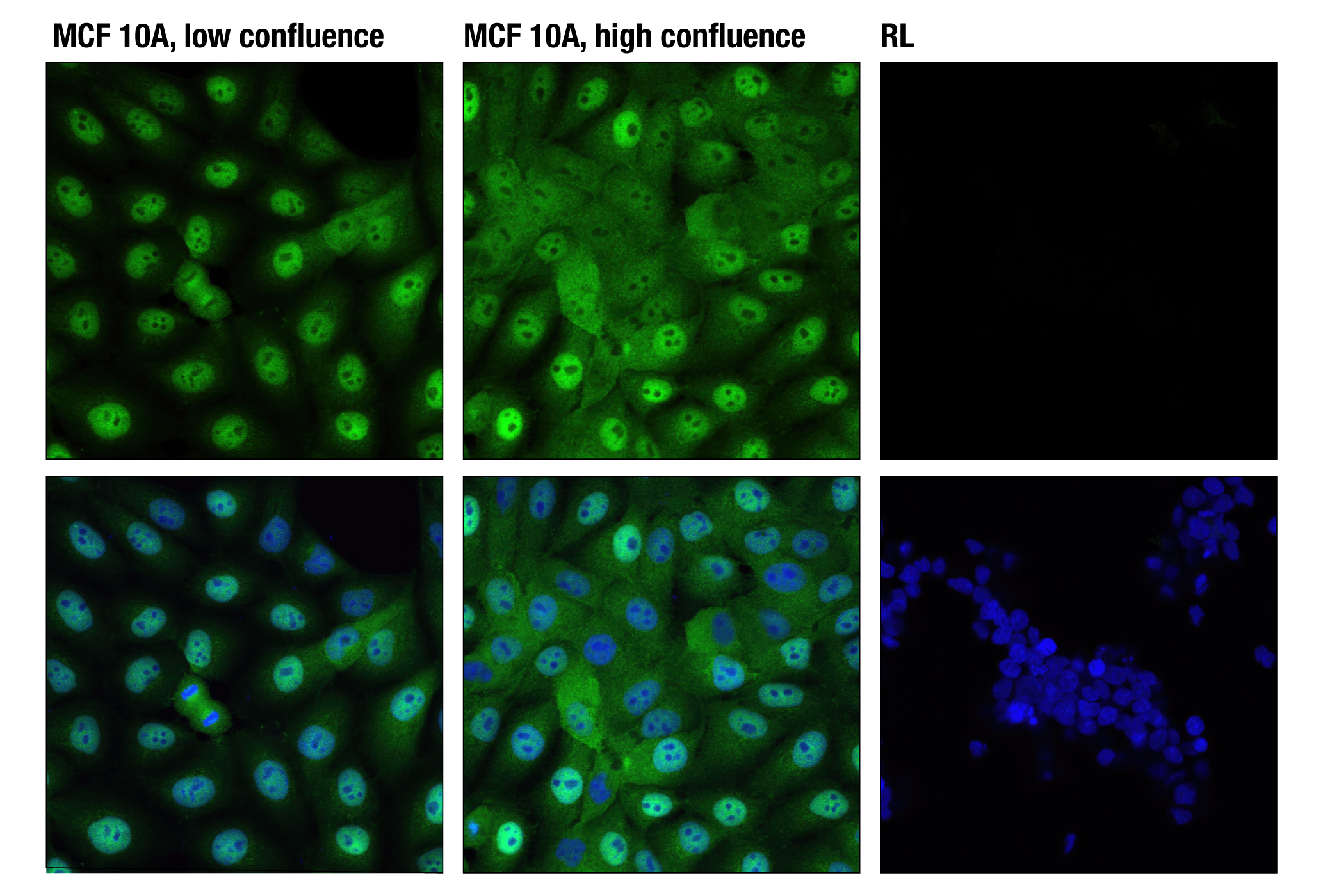 Hippo Pathway: Upstream Signaling Antibody Sampler Kit