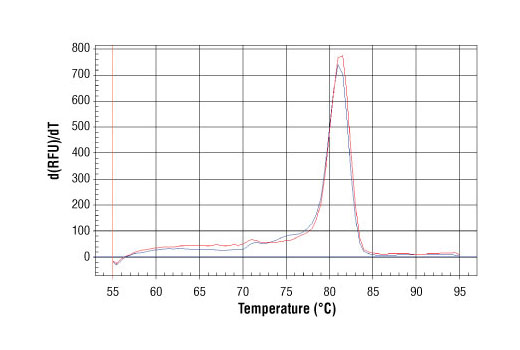 SimpleChIP ®  Human NPM1 Intron 1 Primers