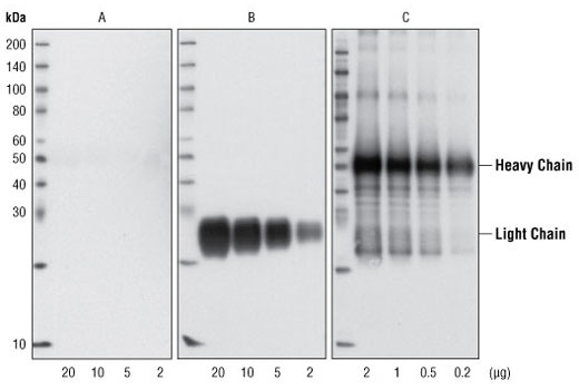 Mouse Anti-rabbit IgG (Conformation Specific) (L27A9) mAb