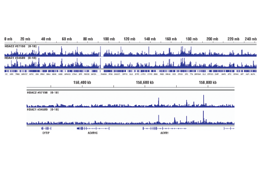 Class I HDAC Antibody Sampler Kit