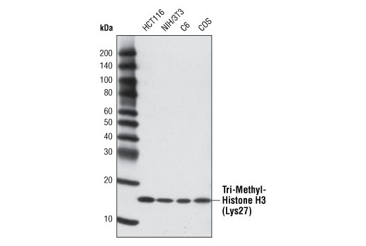 Tri-Methyl-Histone H3 (Lys27) (C36B11) Rabbit mAb