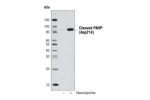 Anti-biotin (D5A7) Rabbit mAb (HRP Conjugate)