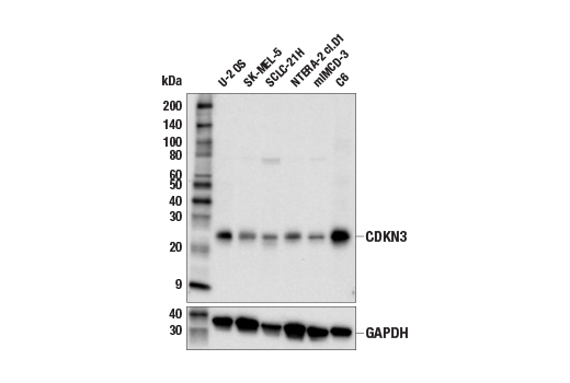 CDKN3 (E7O5K) Rabbit mAb