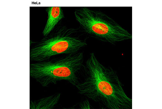 Propidium Iodide (PI)/RNase Staining Solution