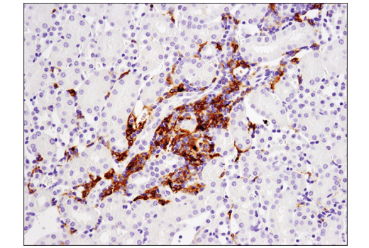 Mouse Immune Cell Phenotyping IHC Antibody Sampler Kit