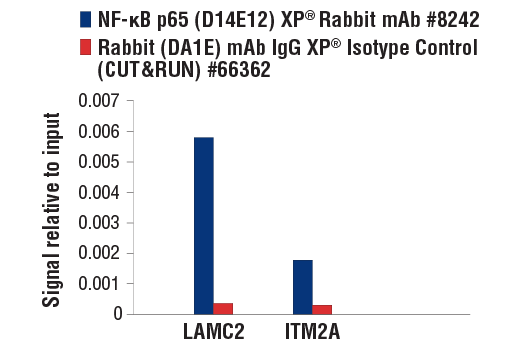 NF-kappaB Pathway Antibody Sampler Kit