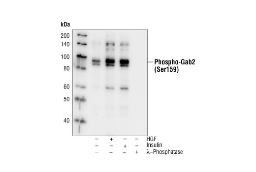 Phospho-Gab2 (Ser159) Antibody