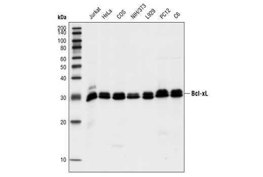 Pro-Survival Bcl-2 Family Antibody Sampler Kit II