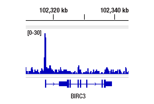 NF-kappaB Family Antibody Sampler Kit II