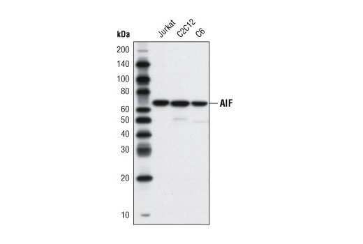 AIF (D39D2) XP ®  Rabbit mAb