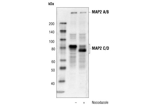 MAP2 Antibody