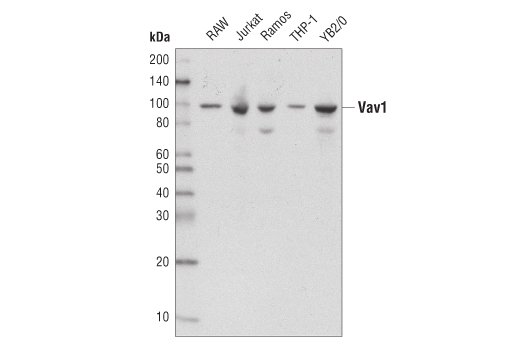 Vav1 Antibody
