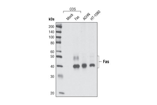 Death Receptor Antibody Sampler Kit