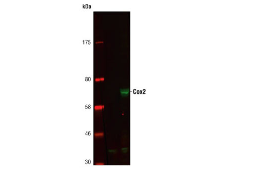 Cox2 Antibody