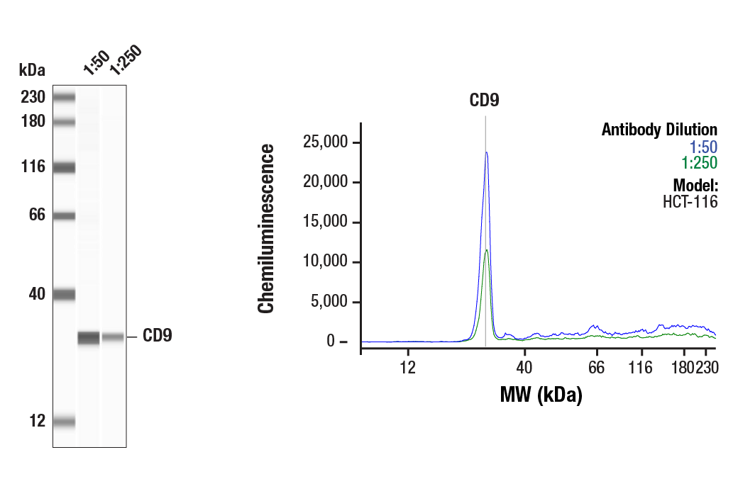 Exosomal Marker Antibody Sampler Kit