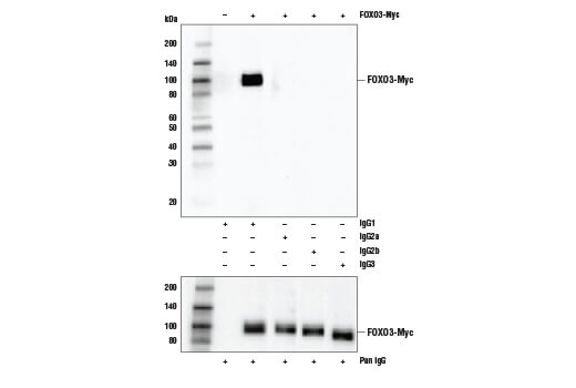 Myc-Tag (E7F9B) Mouse mAb