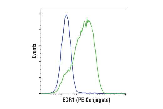 EGR1 (44D5) Rabbit mAb (PE Conjugate)