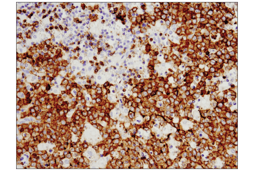 Mouse Immune Cell Phenotyping IHC Antibody Sampler Kit