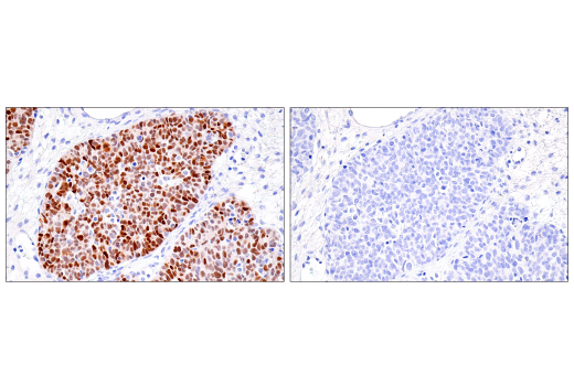 PAX8 (BC12) Mouse mAb