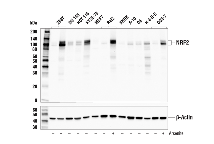 NRF2 (E3J1V) Rabbit mAb